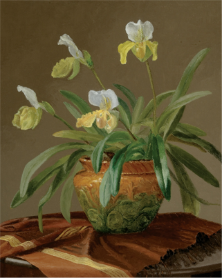 Orchids in Majolica Pot