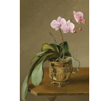 Orchid with Cascading Leaves