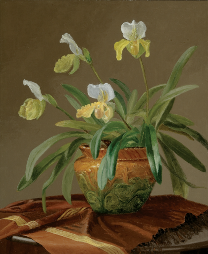 Orchid in Majolica Pot