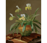 Orchid in Majolica Pot