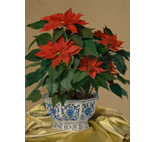 Poinsettia in Chinese Blue and White Container