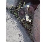 Wildflowers in Granite Garden